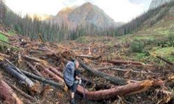 Valley between peaks with logs strewn on the ground