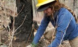 Crew member plants tree