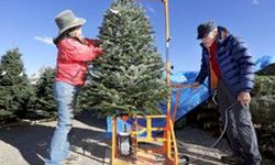 Two people inspect a christmas tree